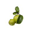 Guayaba Grande